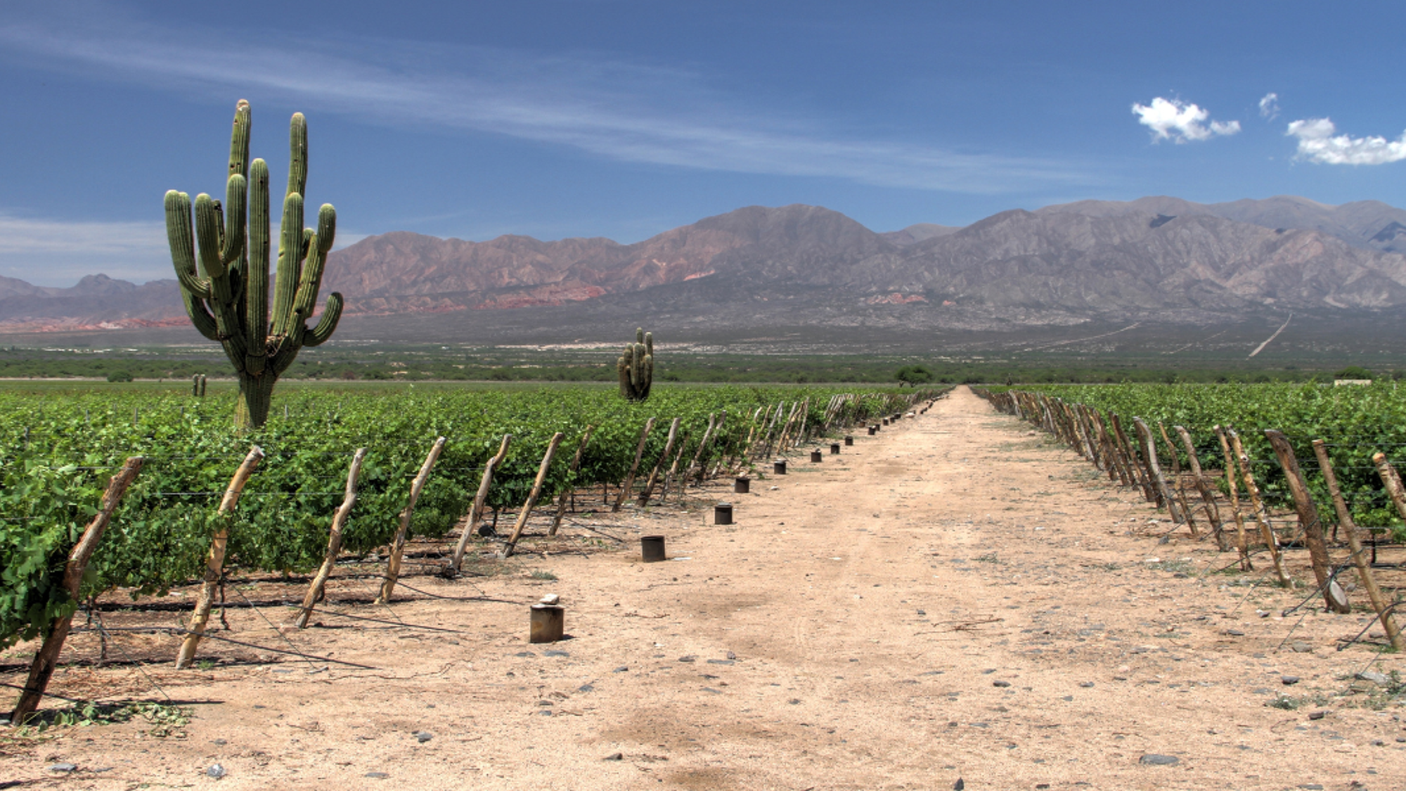 La visite d'un vignoble suivie d’une dégustation de vins - jour 15 (Argentine)