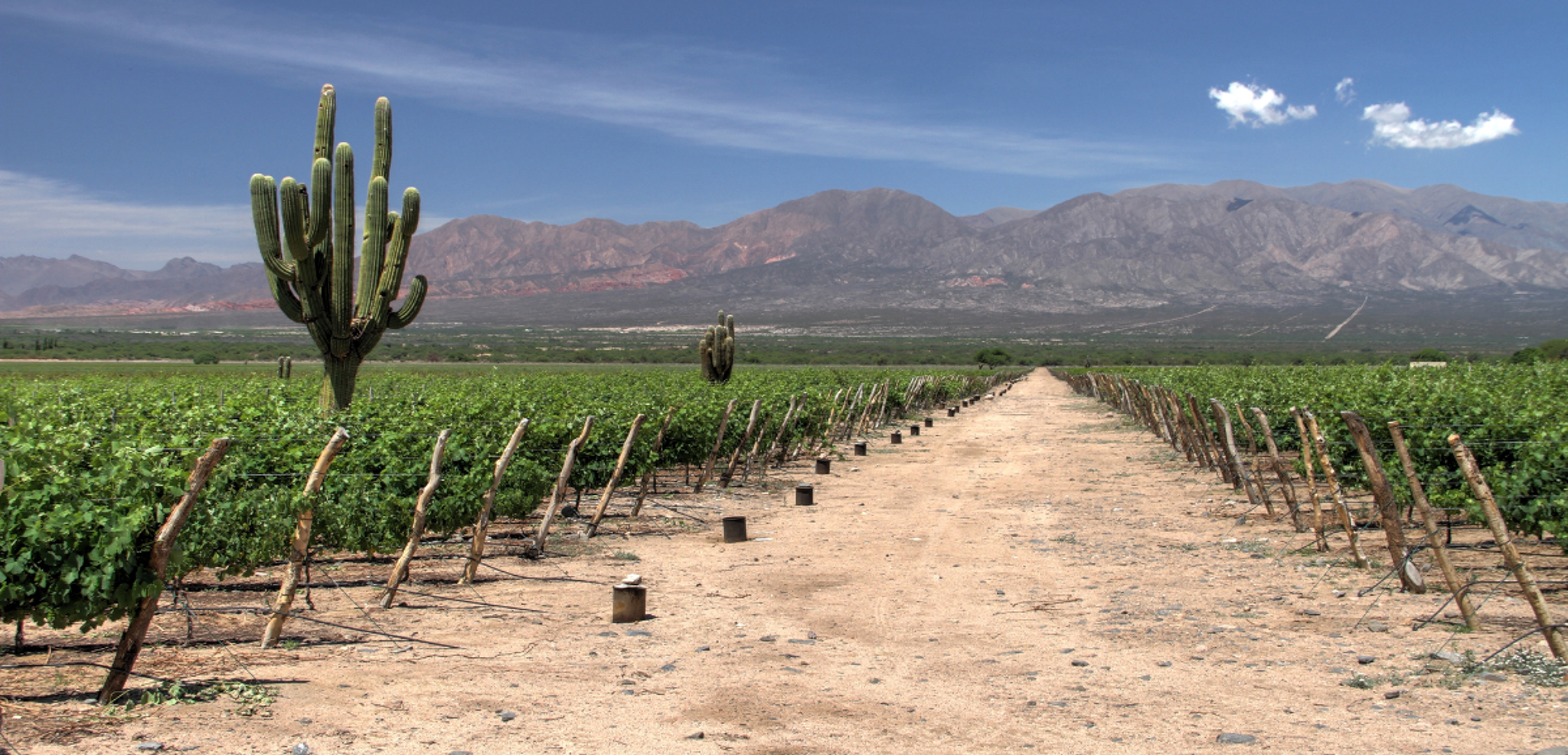 La visite d'un vignoble suivie d’une dégustation de vins - jour 15 (Argentine)