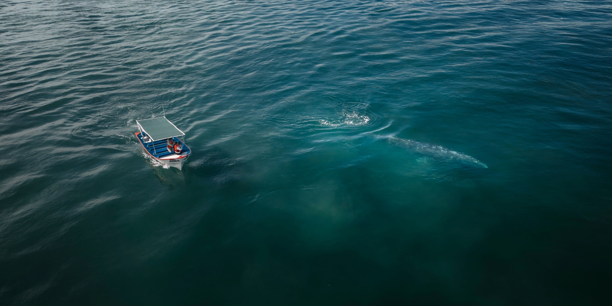 Observation des baleines (de janvier à avril), Playa Bahia Magdalena, Baja California, Mexique ©Julien Fabro