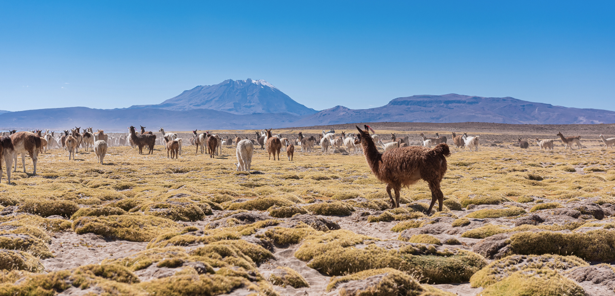 Les panoramas grandioses du Pérou : la laguna Salinas