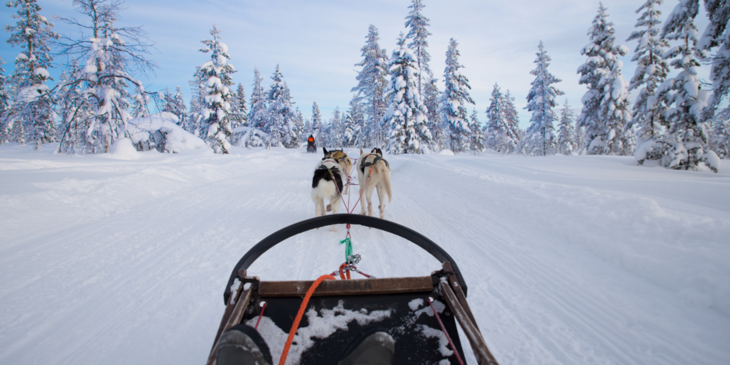 Chiens de traineau, Finlande 