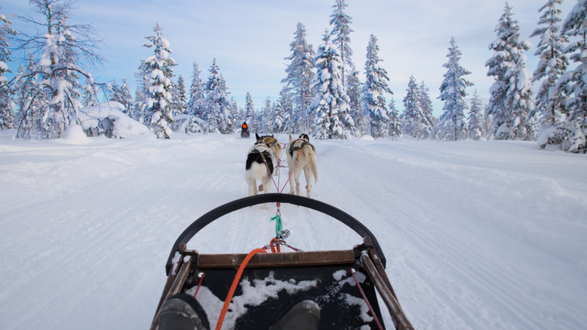 Chiens de traineau, Finlande