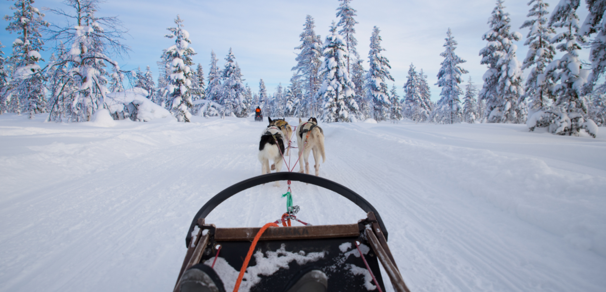 Chiens de traineau, Finlande