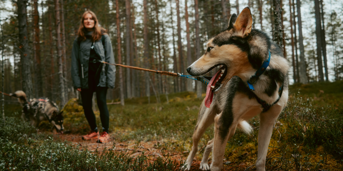 Cani-rando, Finlande ©koplastudio 