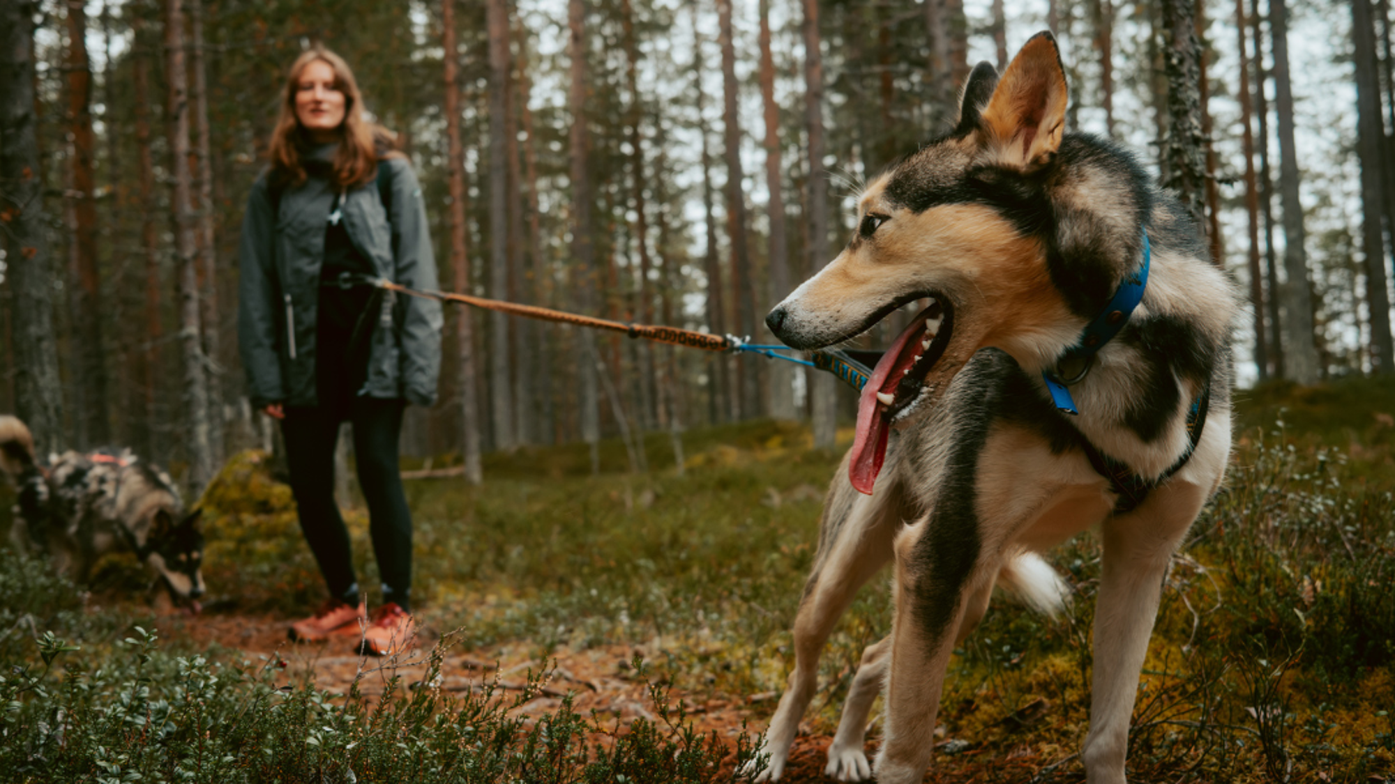 Cani-rando, Finlande ©koplastudio