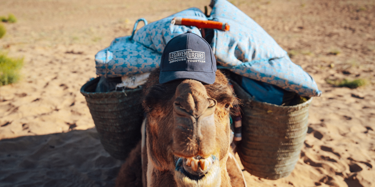 Vos compagnons de route