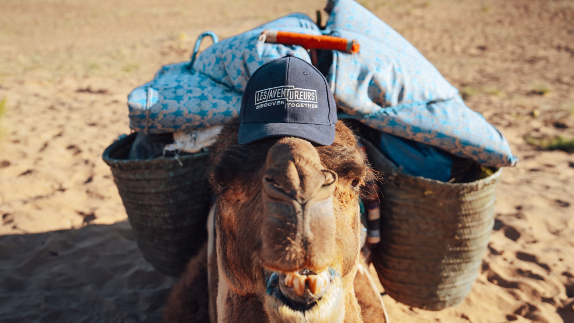 Vos compagnons de route