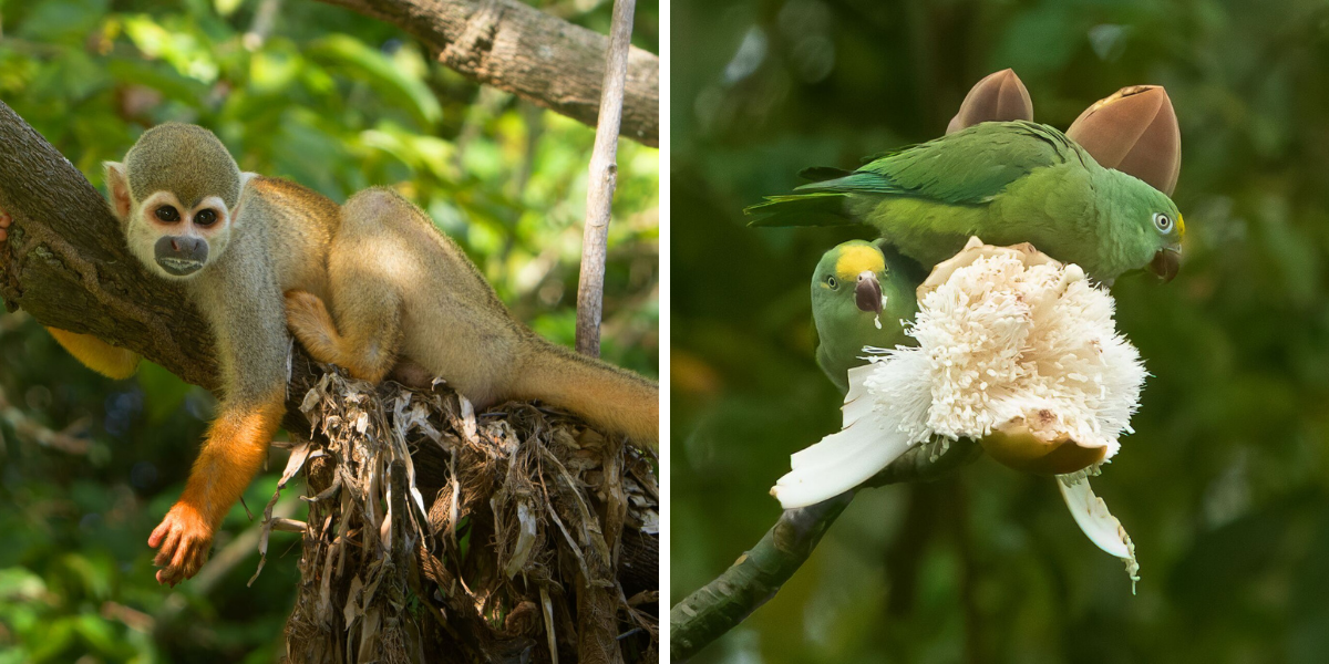 Au coeur de la vie sauvage