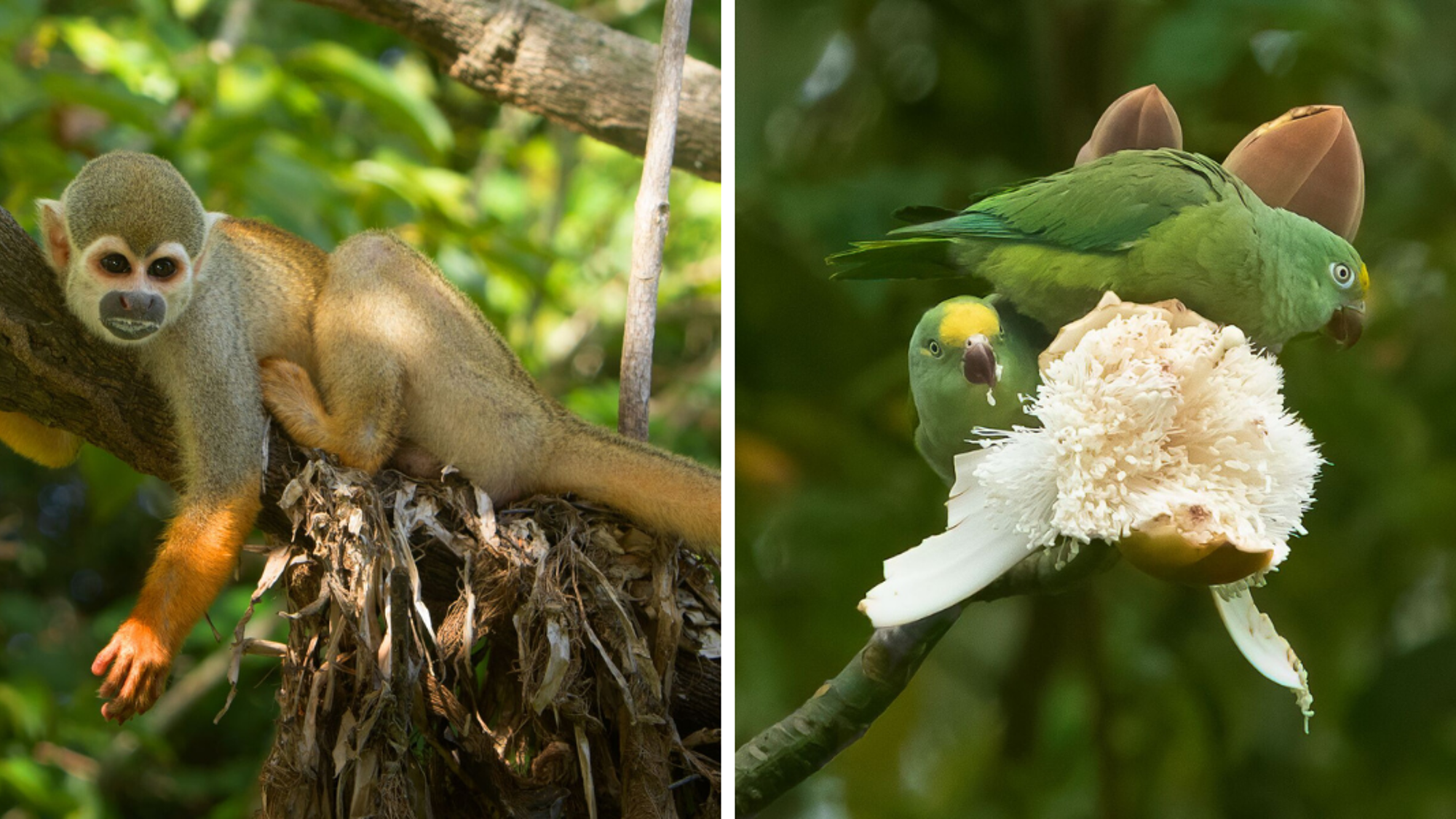 Au coeur de la vie sauvage