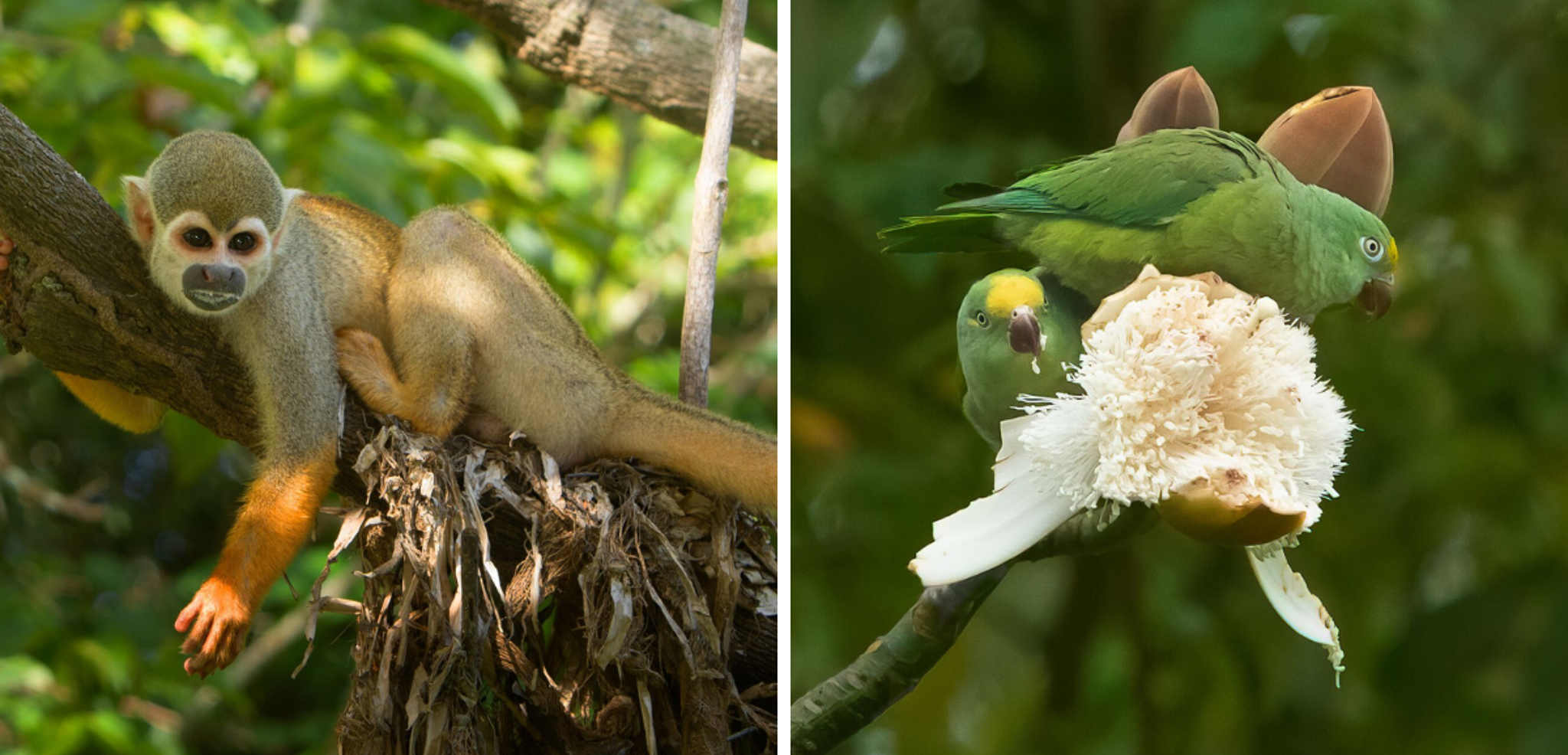 Au coeur de la vie sauvage