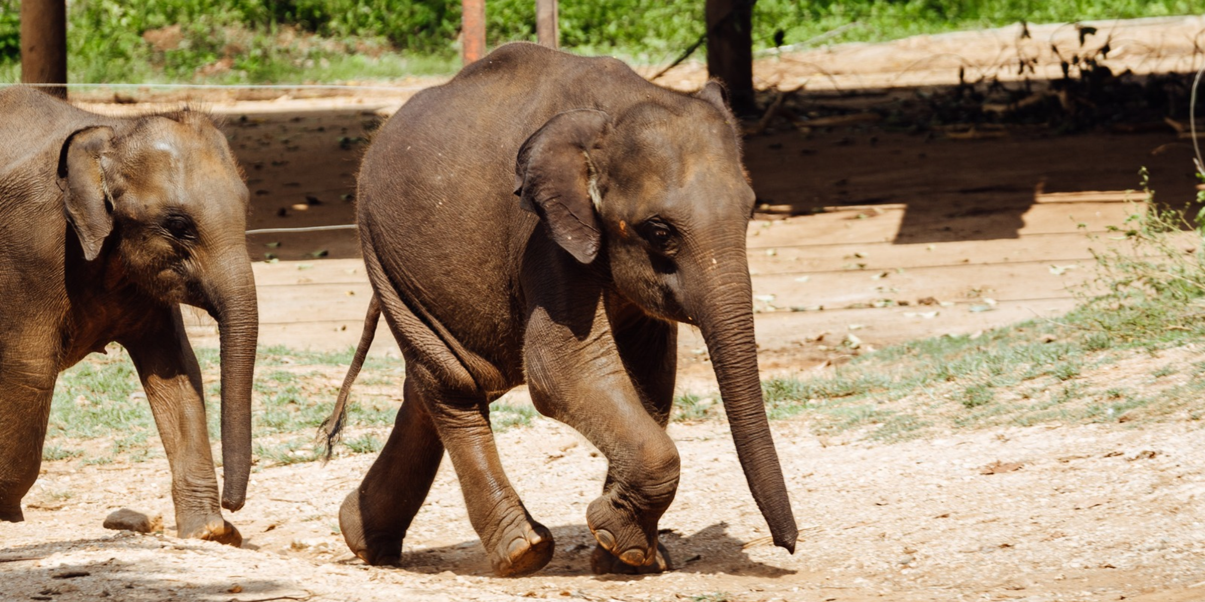 Éléphants, Sri Lanka ©Maxime Moreau 