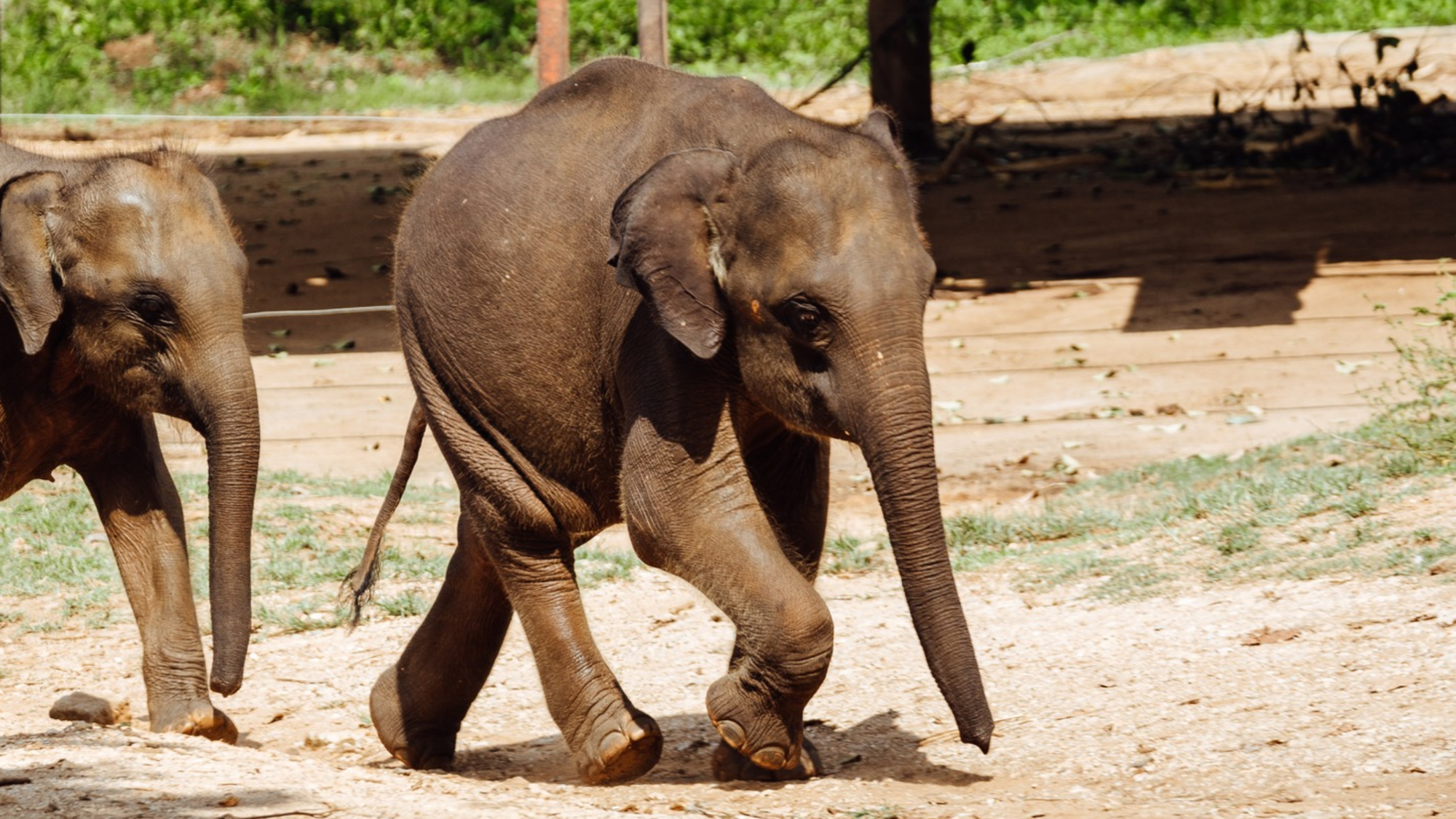 Éléphants, Sri Lanka ©Maxime Moreau