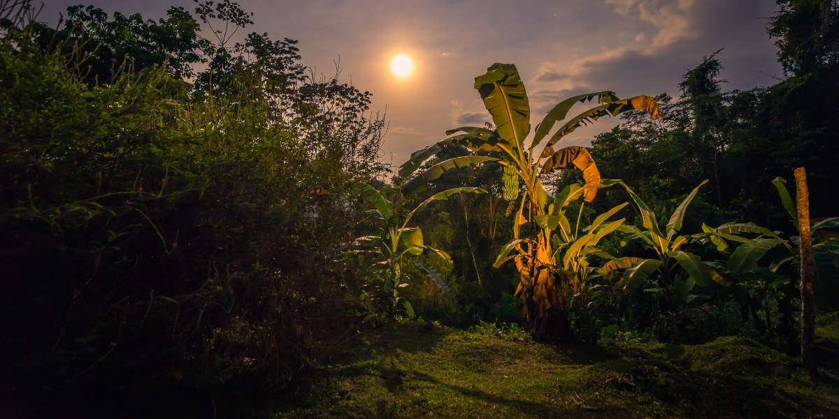 Des explorations nocturnes pour observer la faune sauvage 