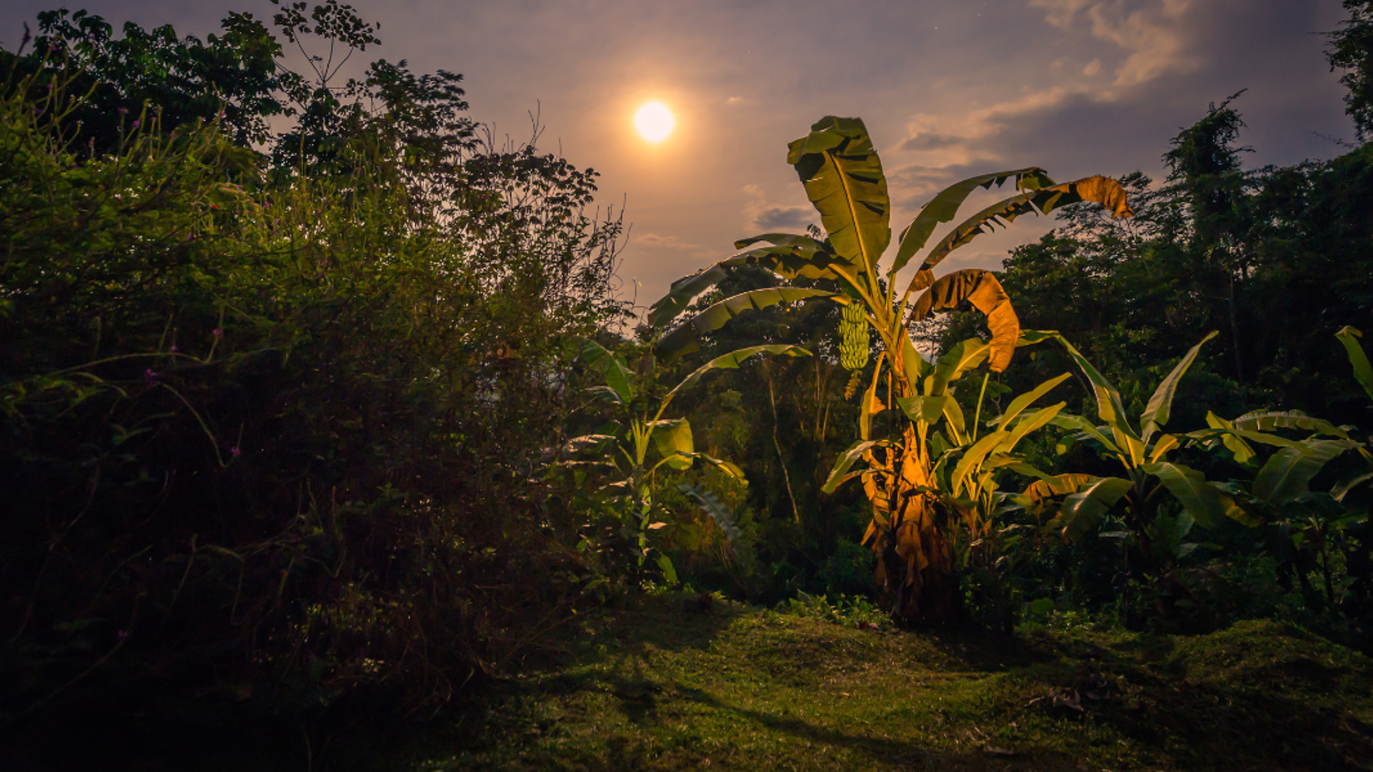Des explorations nocturnes pour observer la faune sauvage