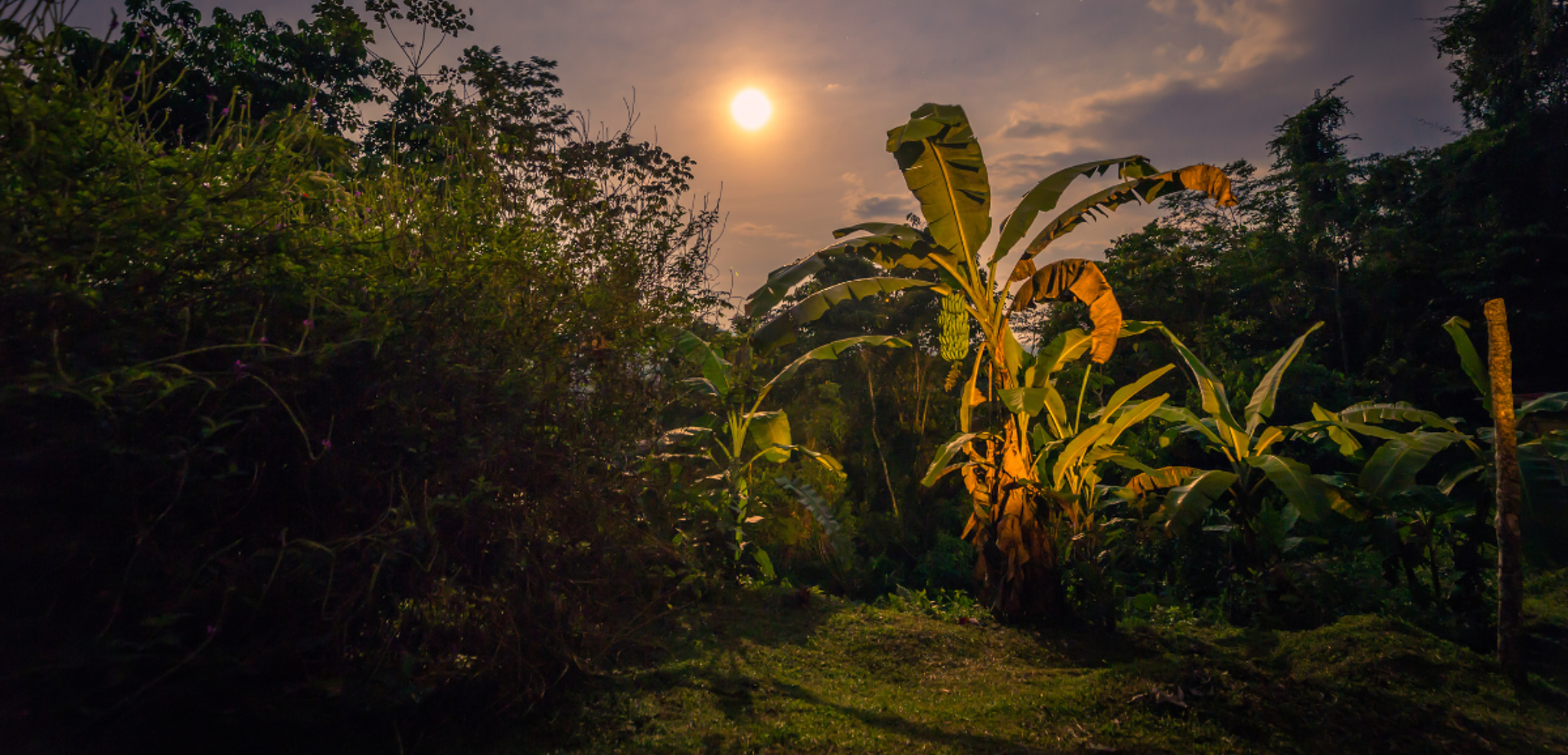 Des explorations nocturnes pour observer la faune sauvage
