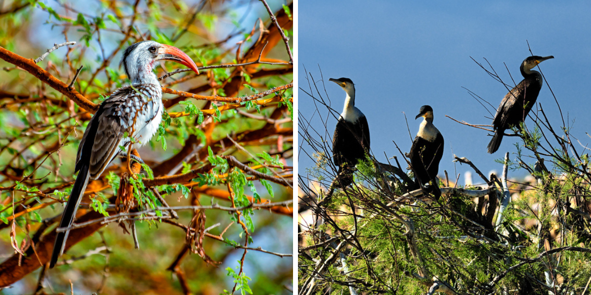 ... et de plus de 120 espèces d'oiseaux !