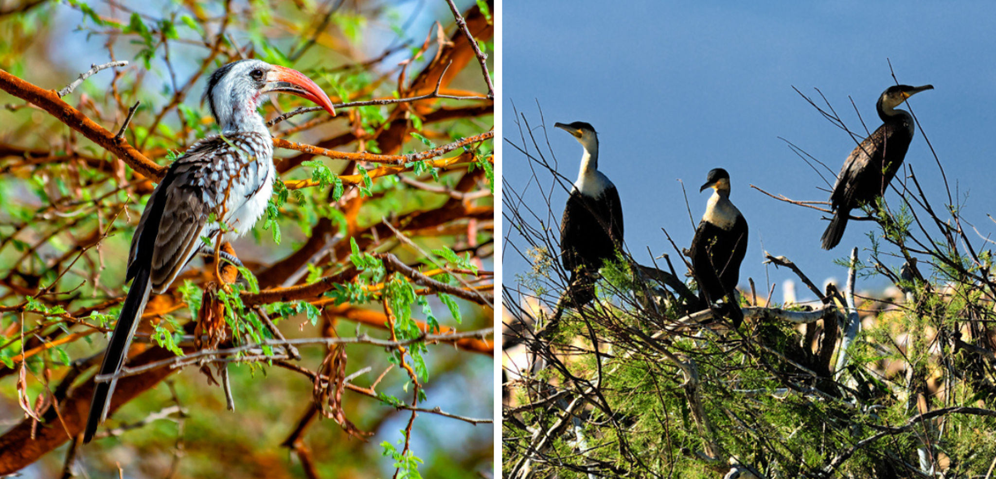 ... et de plus de 120 espèces d'oiseaux !