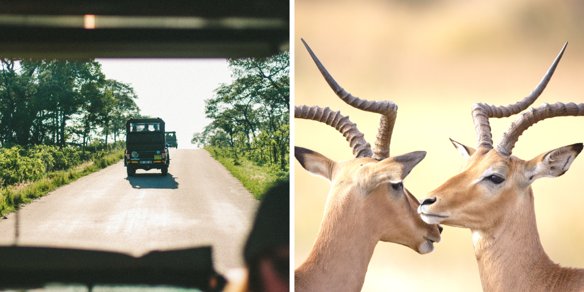 Journée complète de safari en 4x4 dans le Parc national Kruger