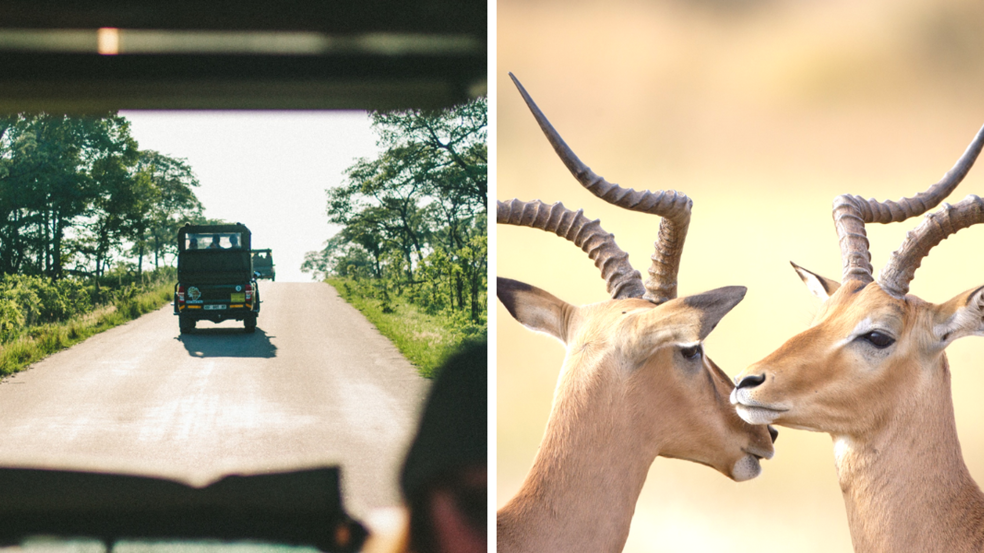 Journée complète de safari en 4x4 dans le Parc national Kruger