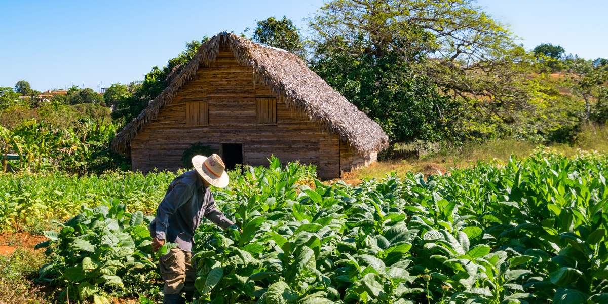 Plantation de tabac dans la Vallée de Viñales