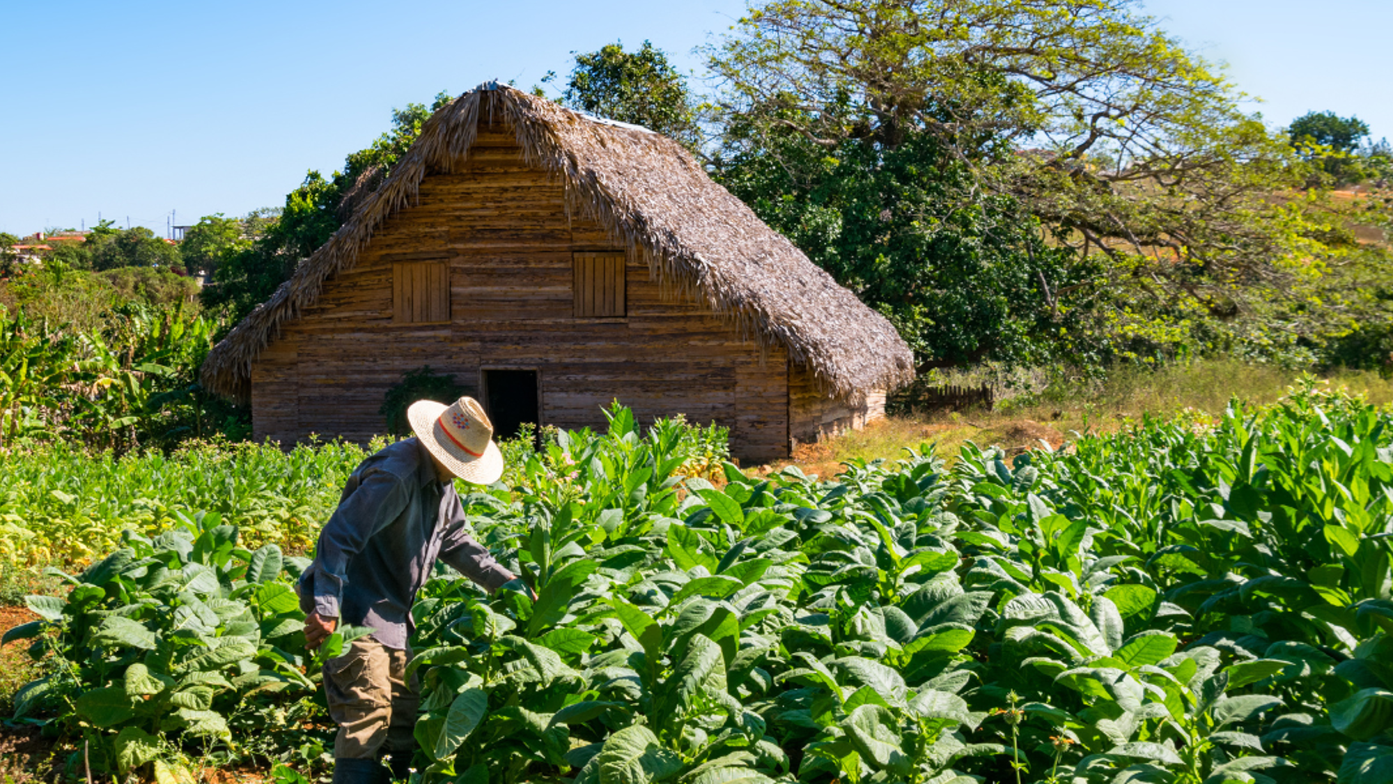 Plantation de tabac dans la Vallée de Viñales
