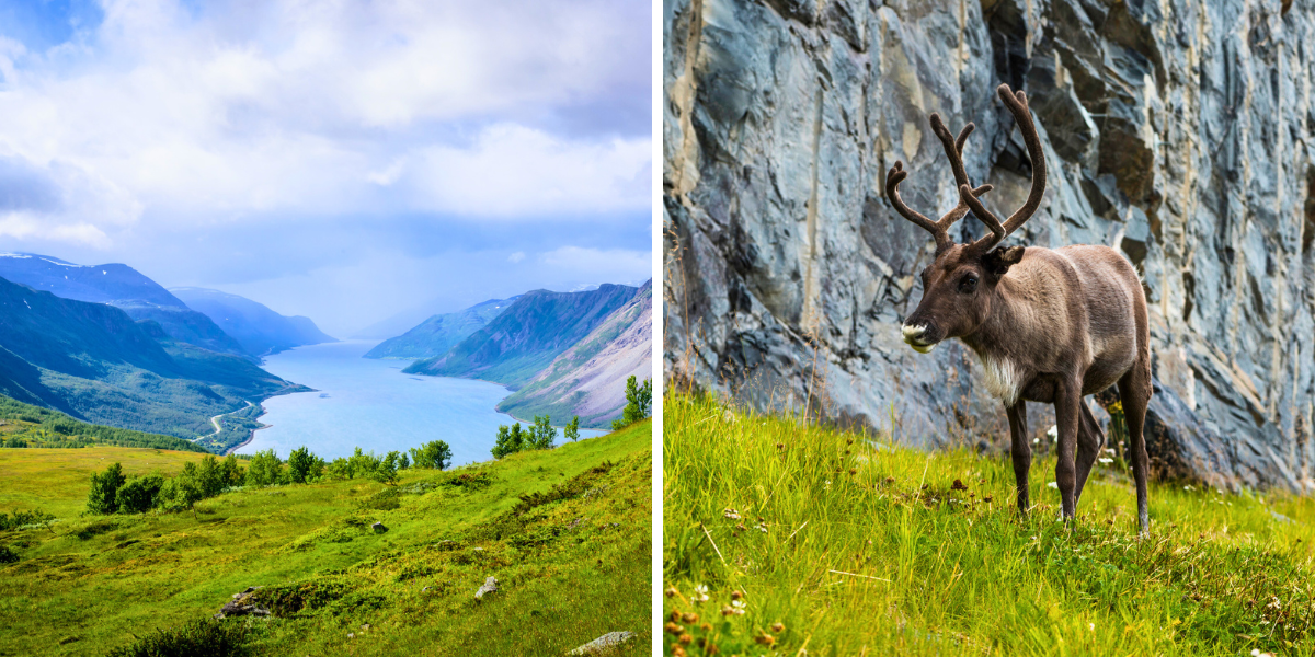 Avant de rejoindre le sud entre taïga, toundra et troupeaux de rennes 