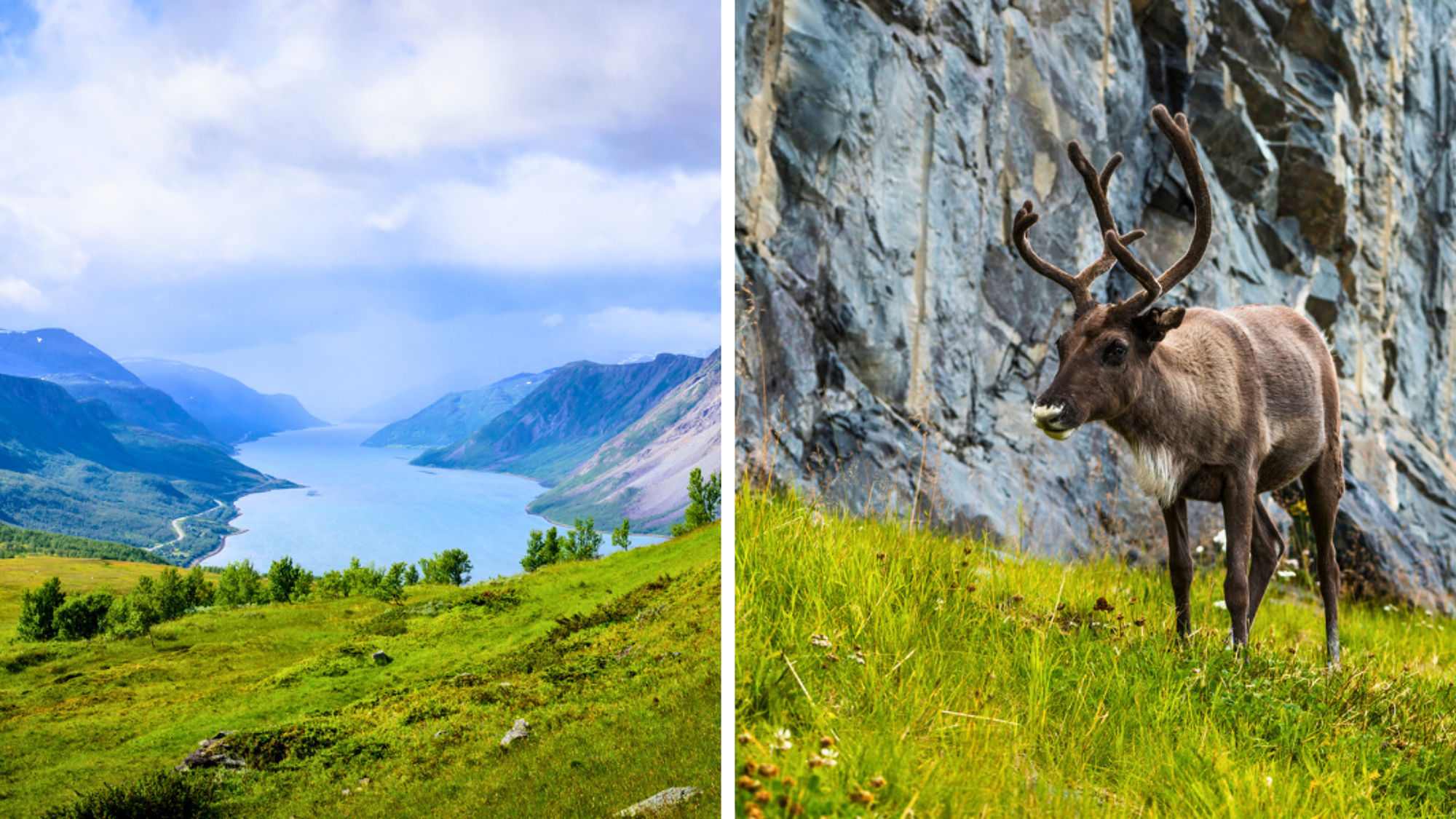 Avant de rejoindre le sud entre taïga, toundra et troupeaux de rennes