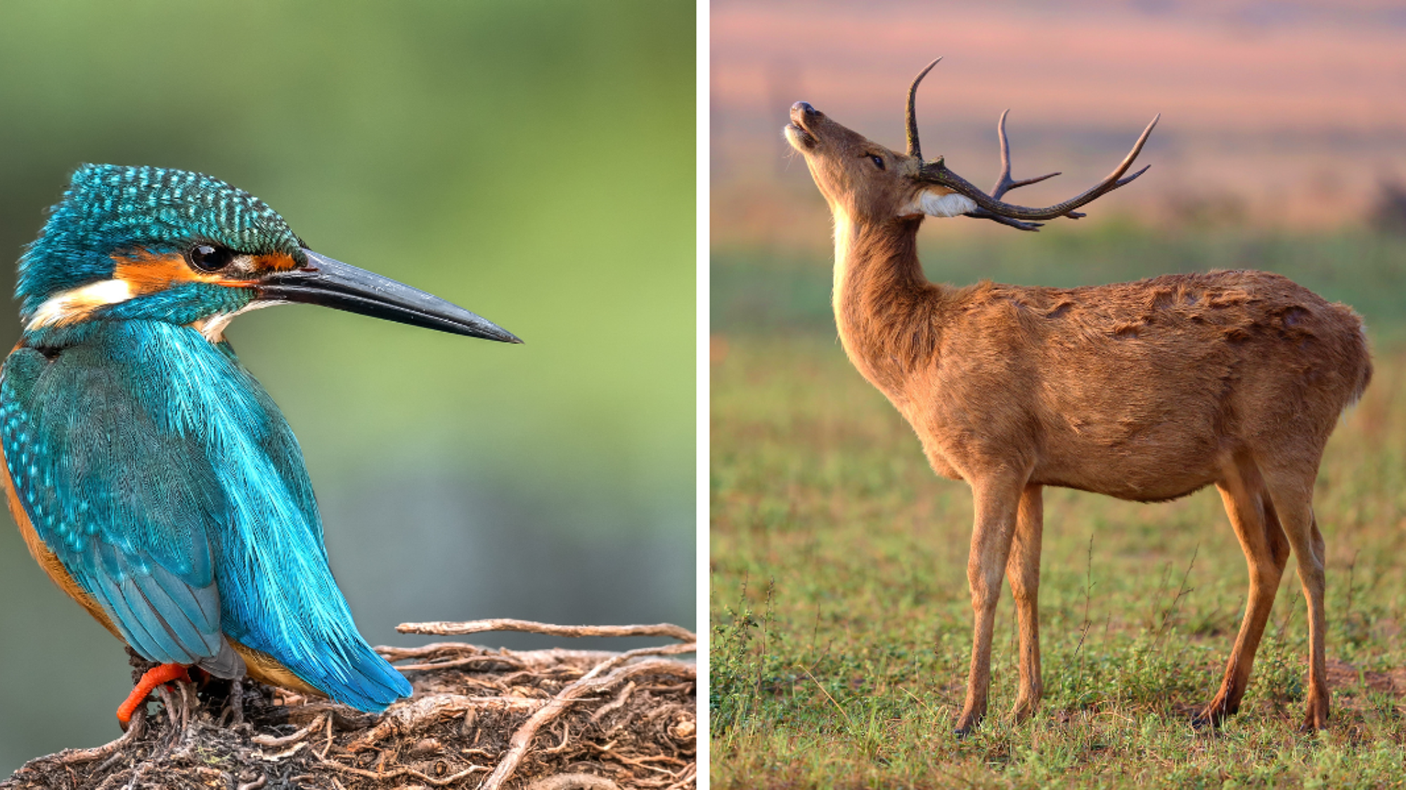 Ouvrez grands les yeux !