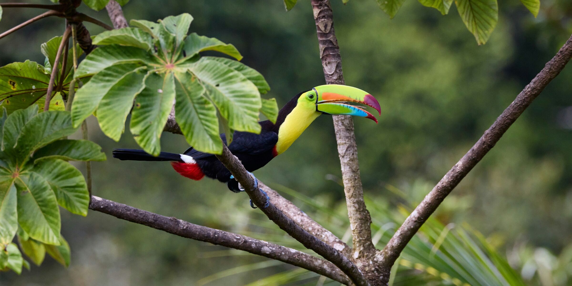 Observation des oiseaux, Costa Rica