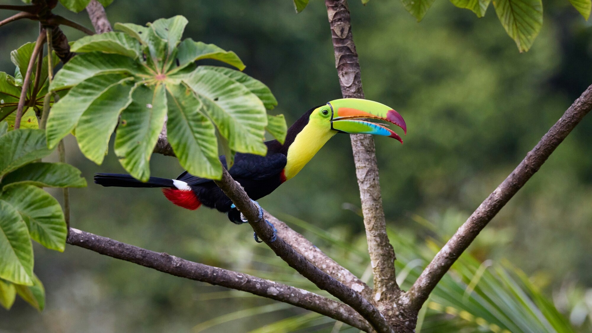 Observation des oiseaux, Costa Rica
