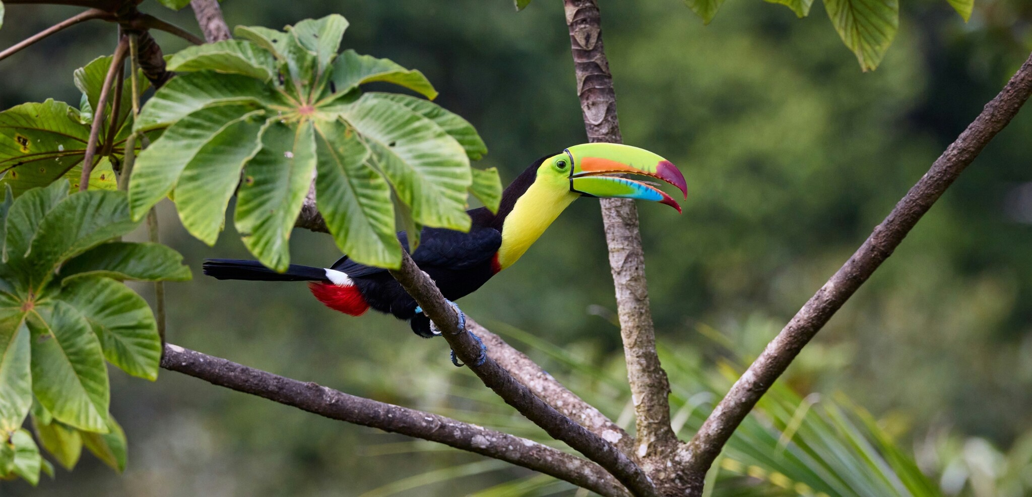 Observation des oiseaux, Costa Rica