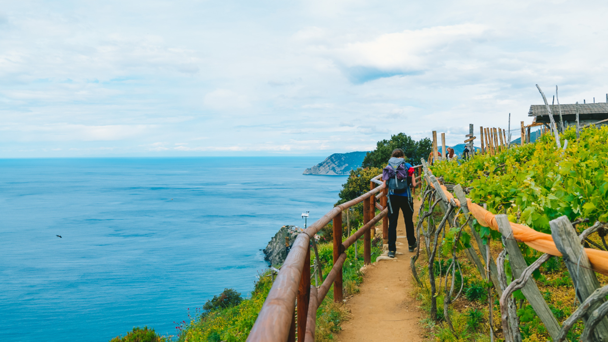 A travers les vignes