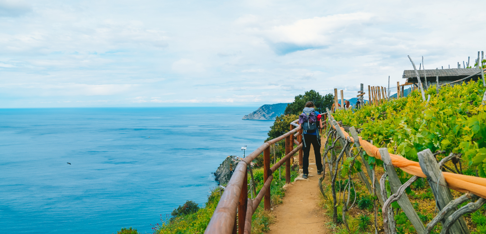 A travers les vignes