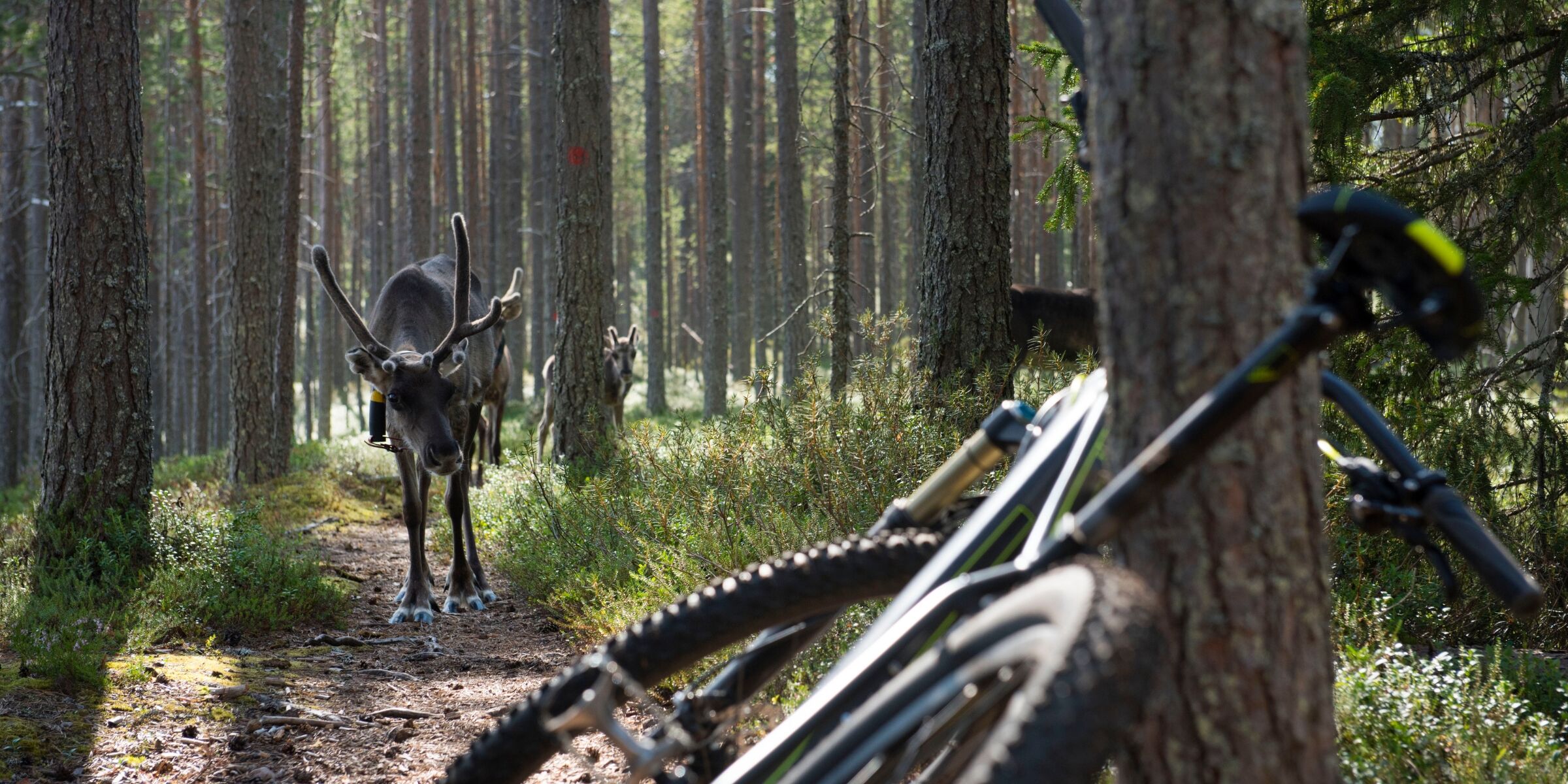 VTT, Parc national d'Hossa, Finlande ©Visit Finland