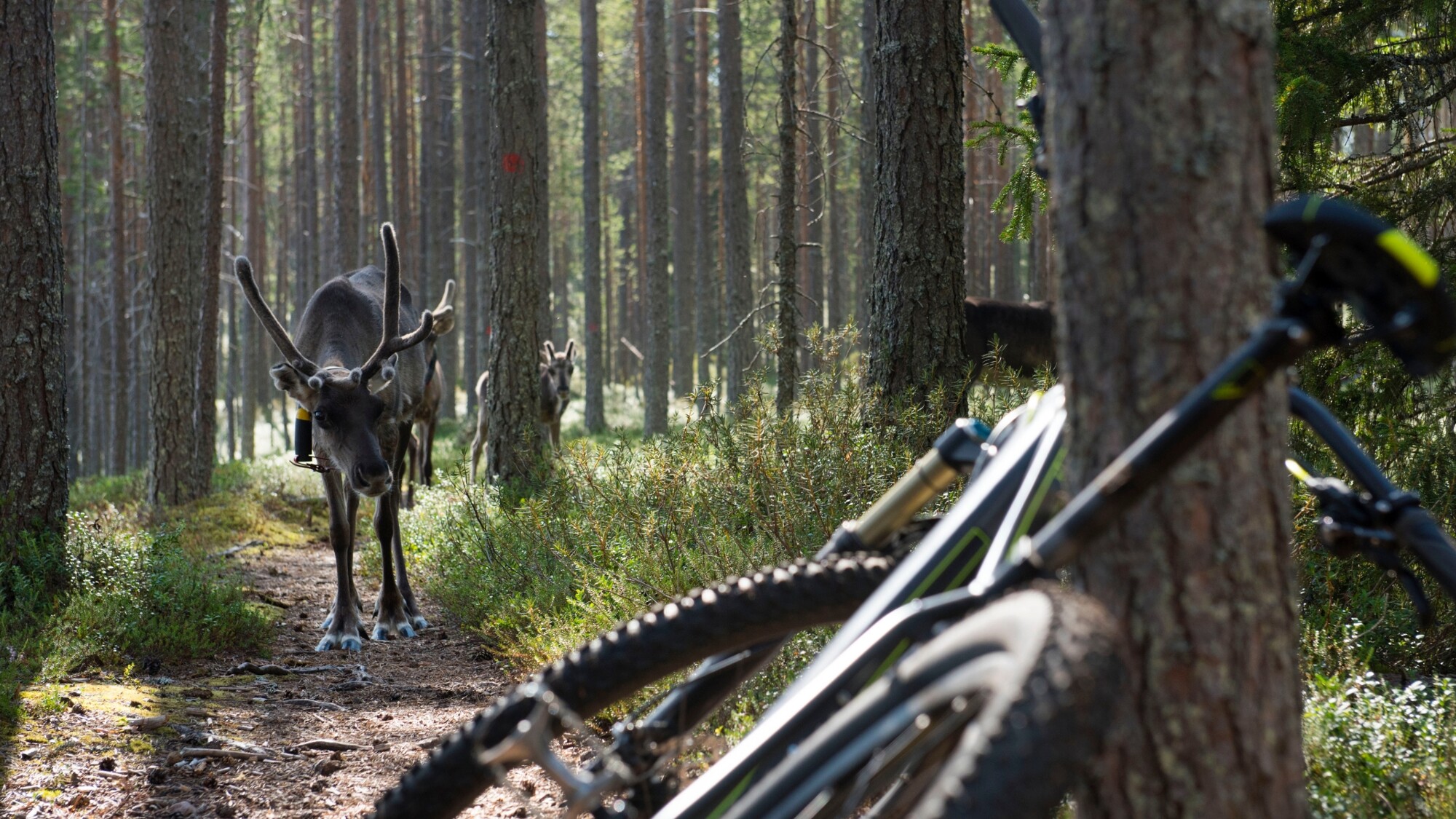 VTT, Parc national d'Hossa, Finlande ©Visit Finland