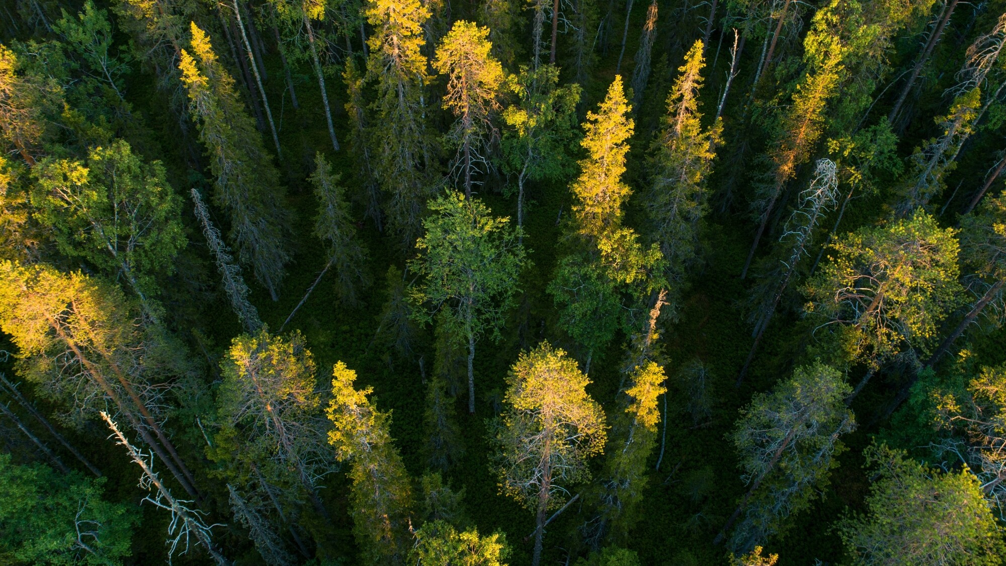 Parc national de Hossa, Finlande ©Shutterstock.com