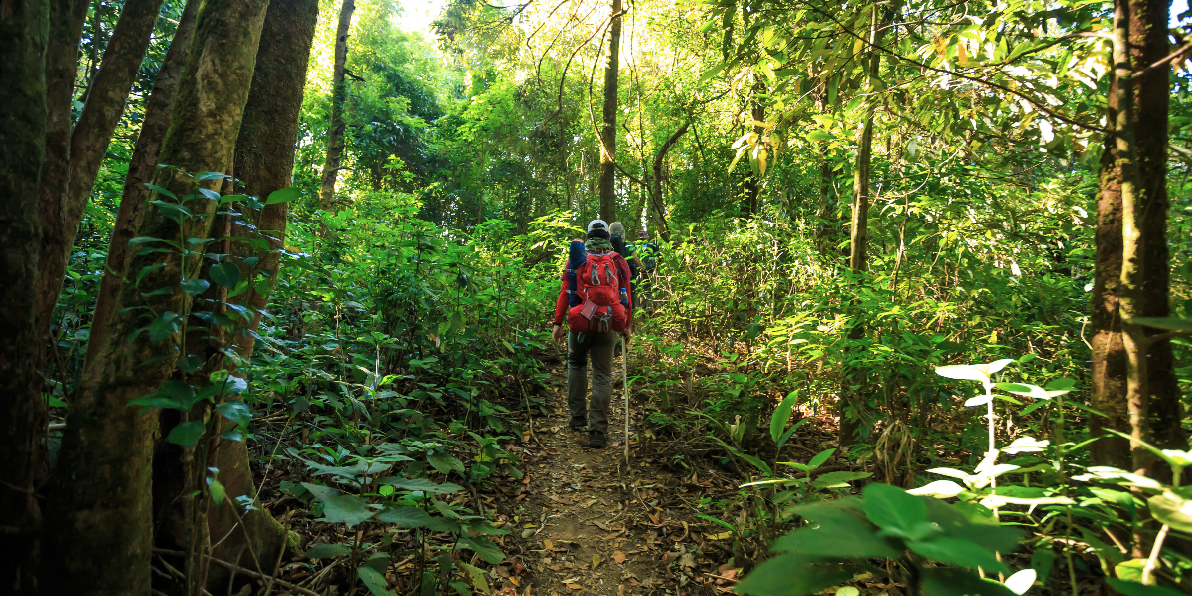 Jungle, Colombie ©Shutterstock.com 