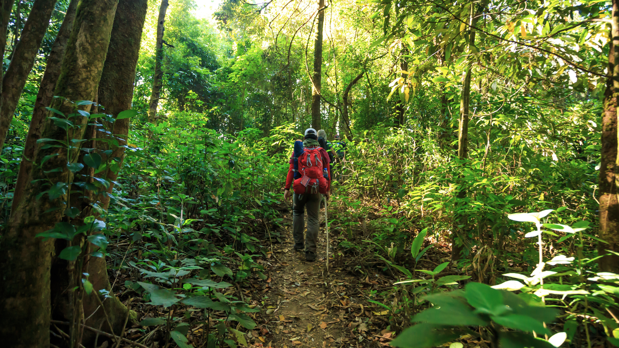 Jungle, Colombie ©Shutterstock.com