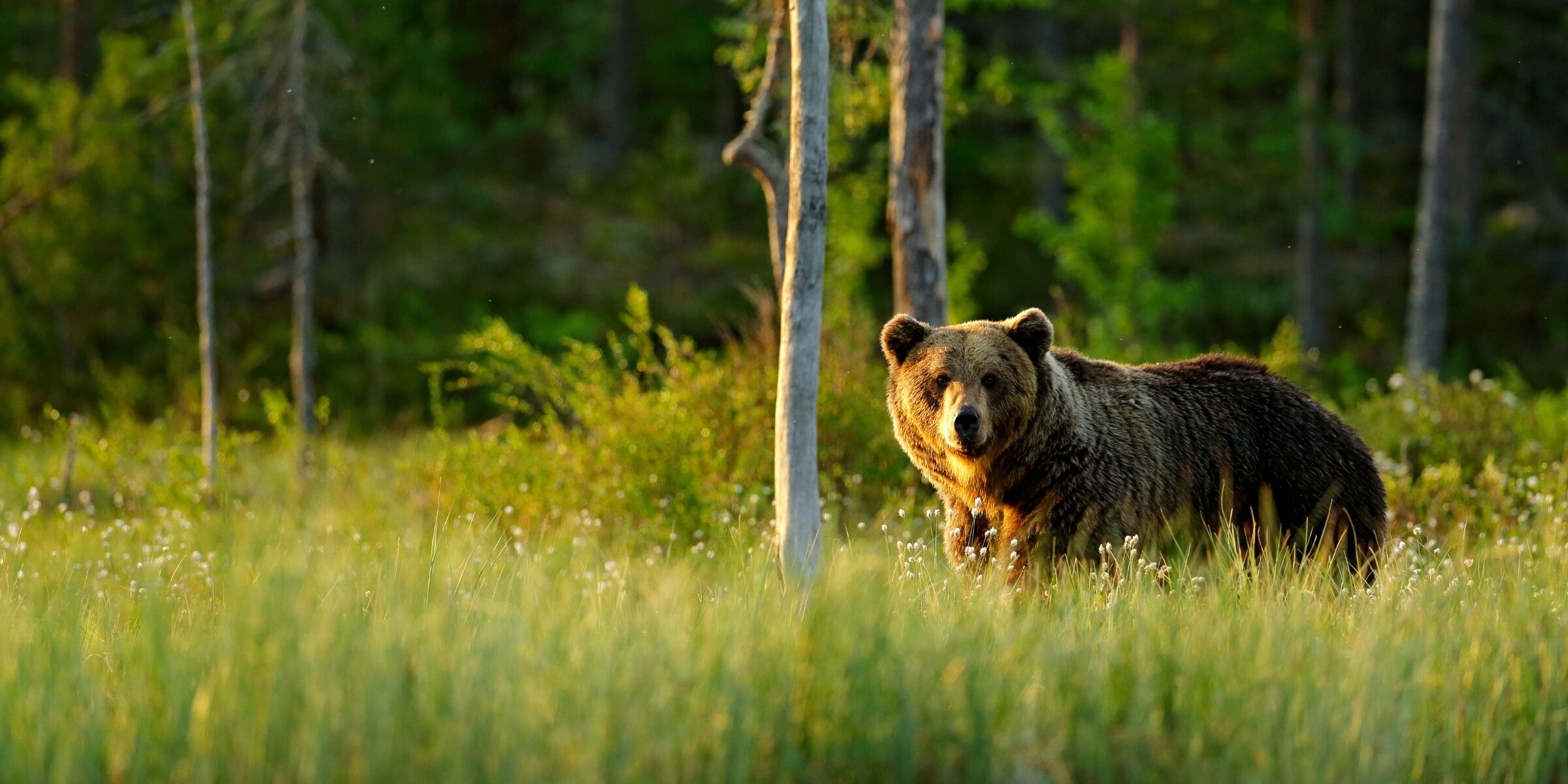 Observation des ours, Finlande ©Shutterstock.com