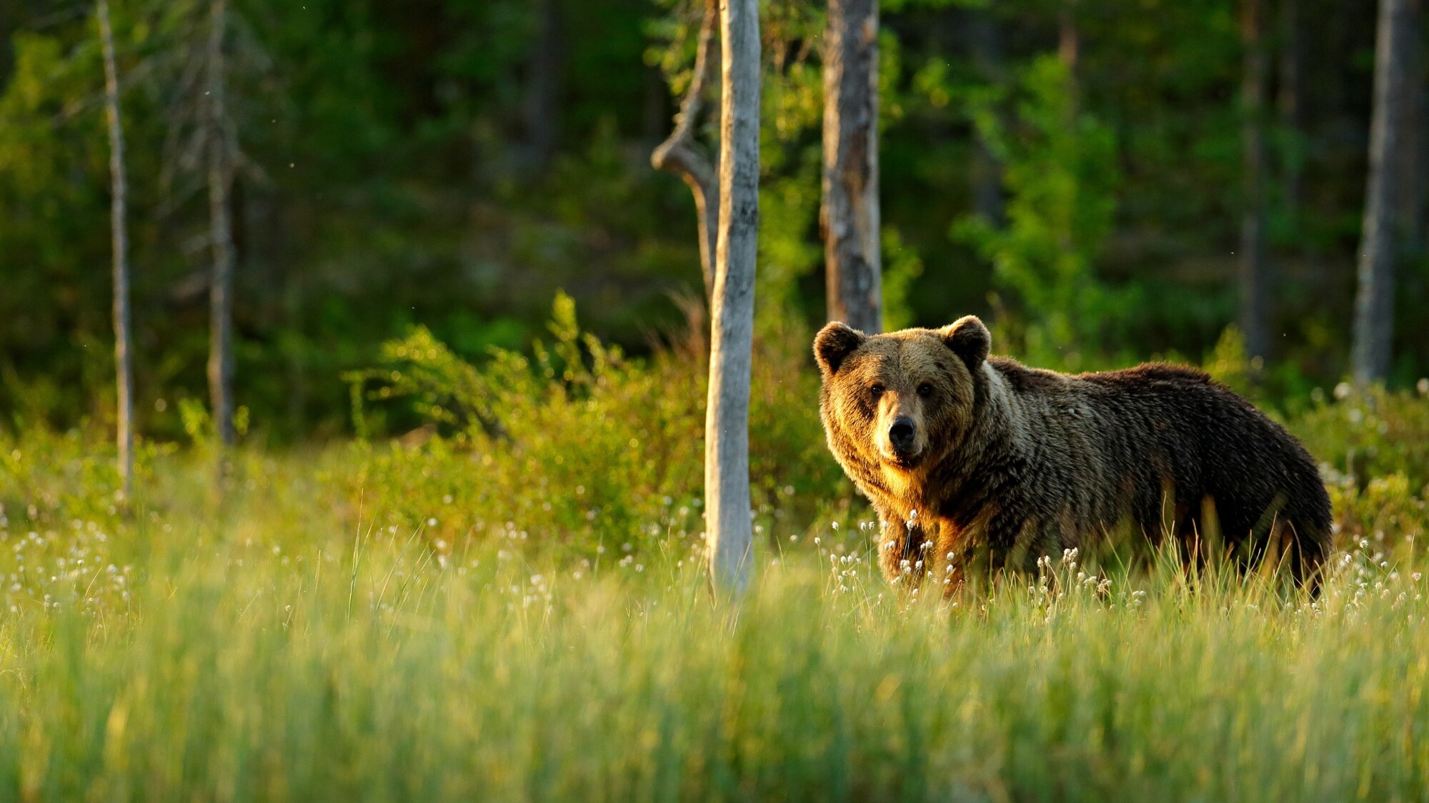 Observation des ours, Finlande ©Shutterstock.com