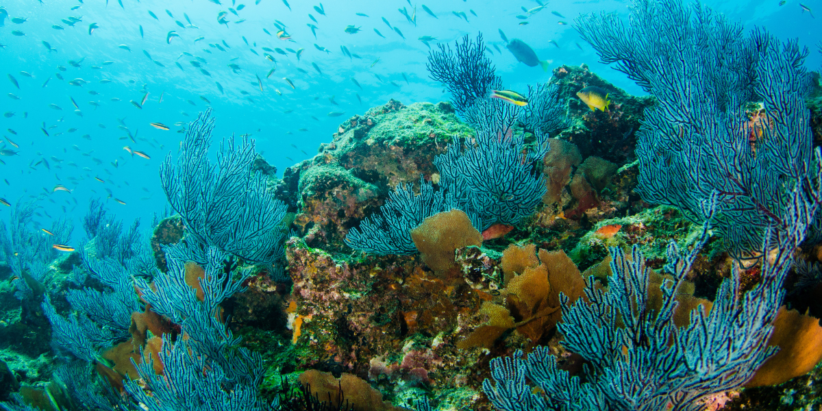 Le Parc de Cabo Pulmo où tu explores un monde sous-marin préservé - jour 3  