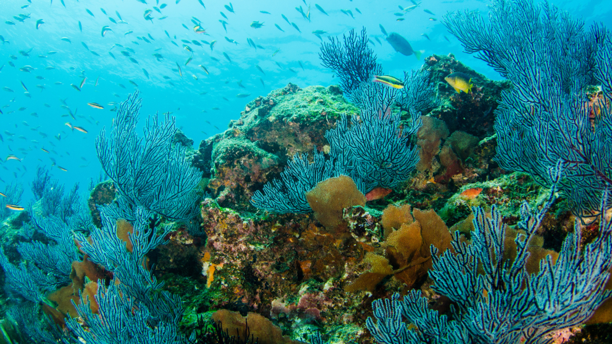 Le Parc de Cabo Pulmo où tu explores un monde sous-marin préservé - jour 3