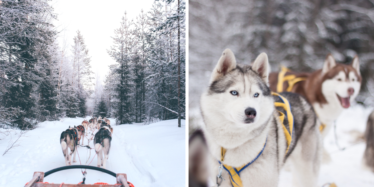 Avec vos compagnons à 4 pattes