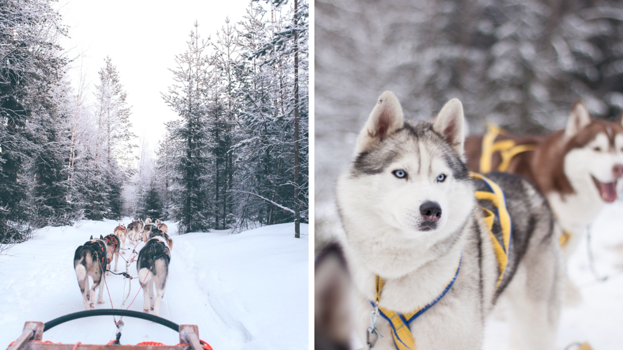 Avec vos compagnons à 4 pattes