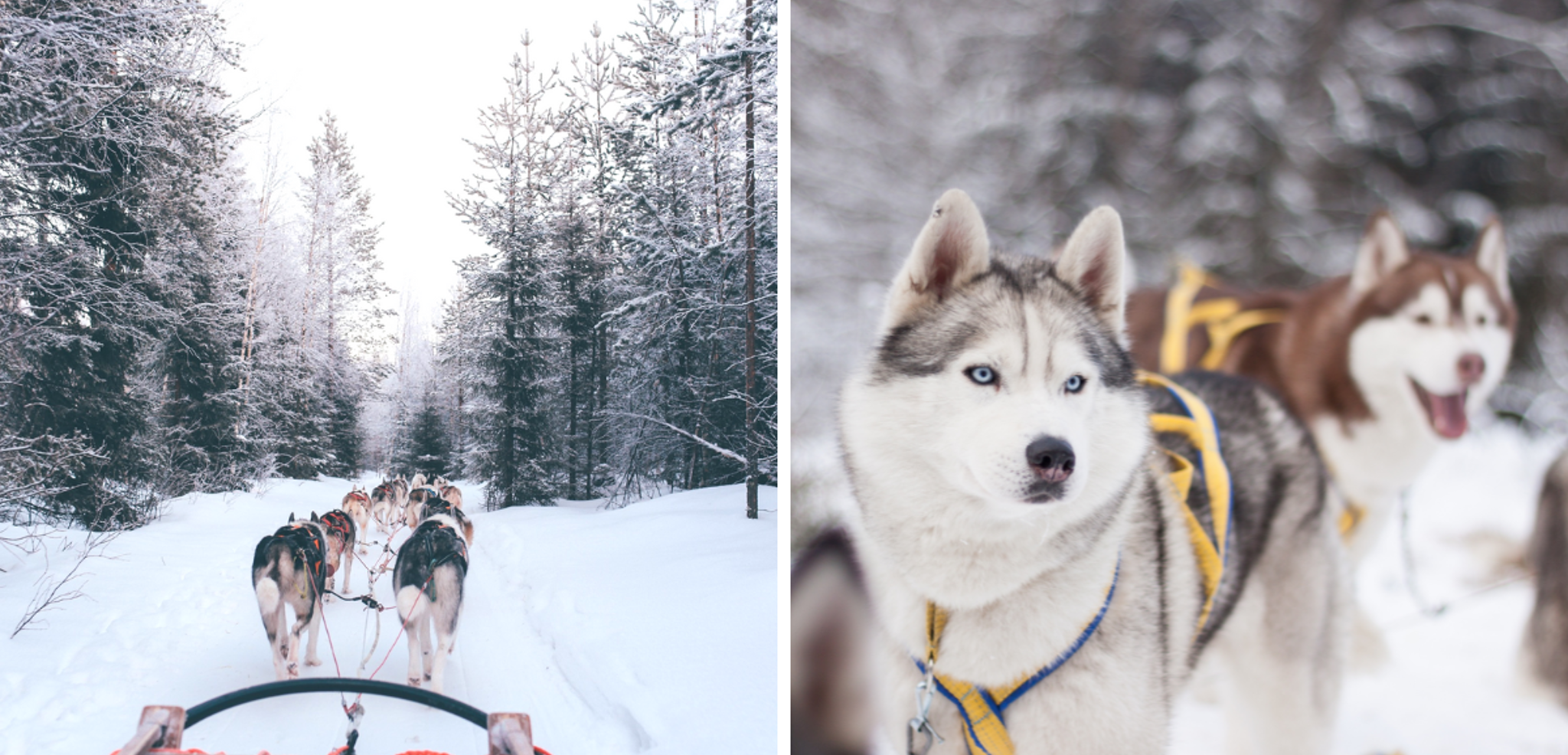Avec vos compagnons à 4 pattes