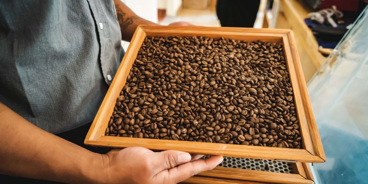 Atelier café, Chiapas, Mexique 