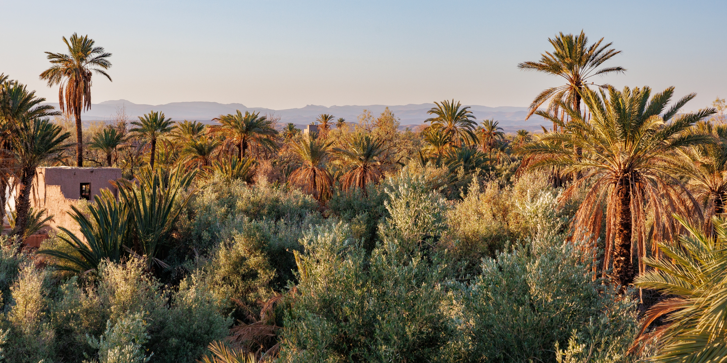Palmeraie de Skoura, Maroc 