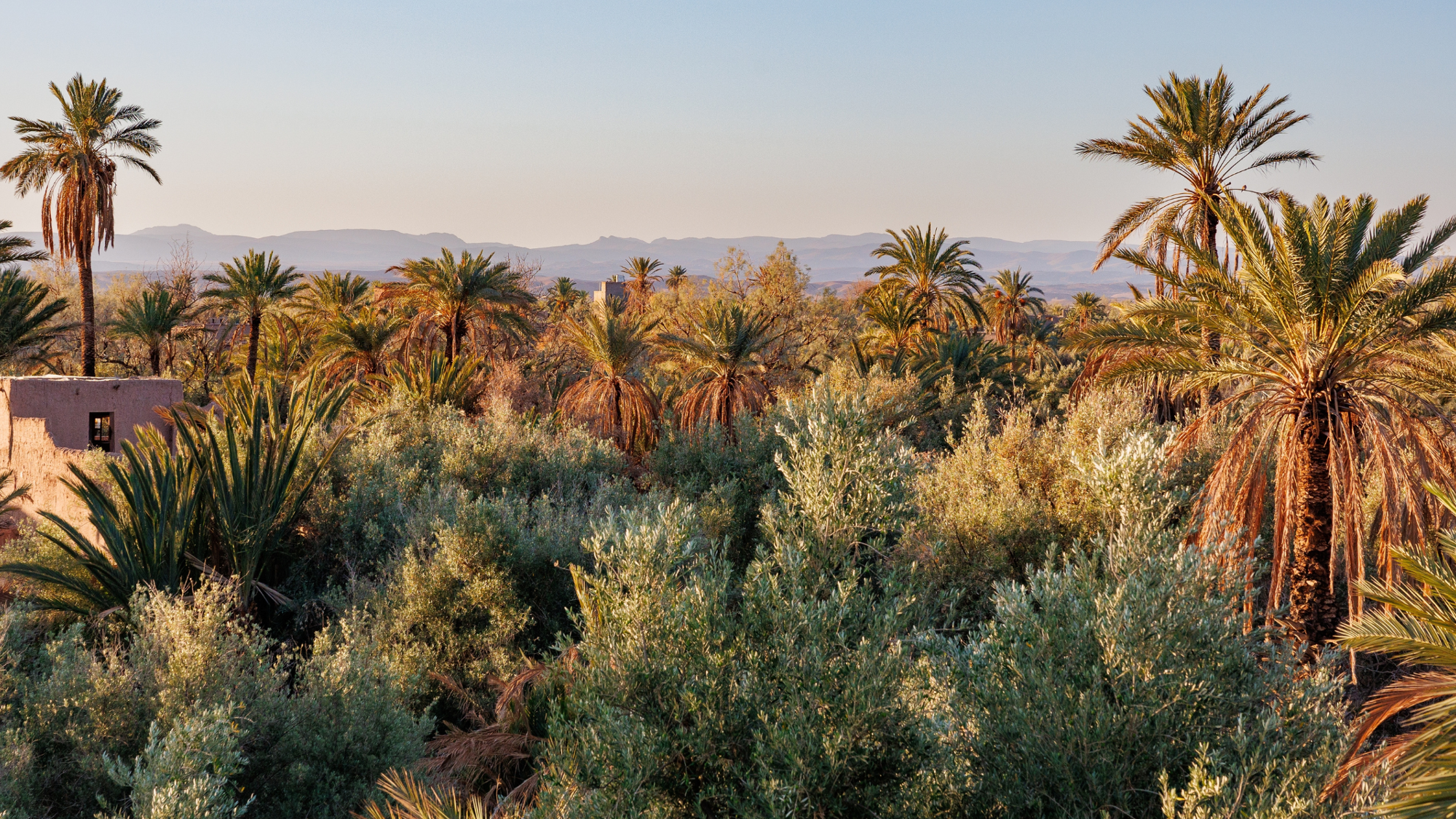 Palmeraie de Skoura, Maroc