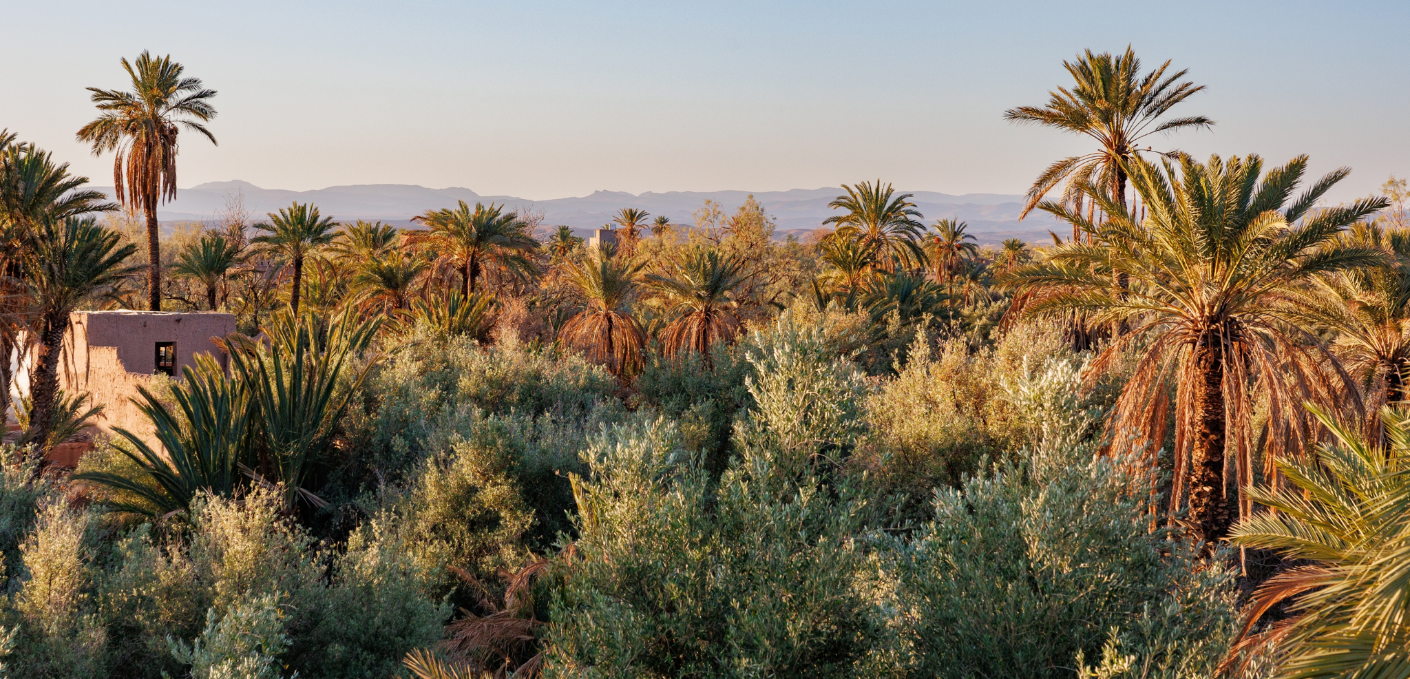 Palmeraie de Skoura, Maroc