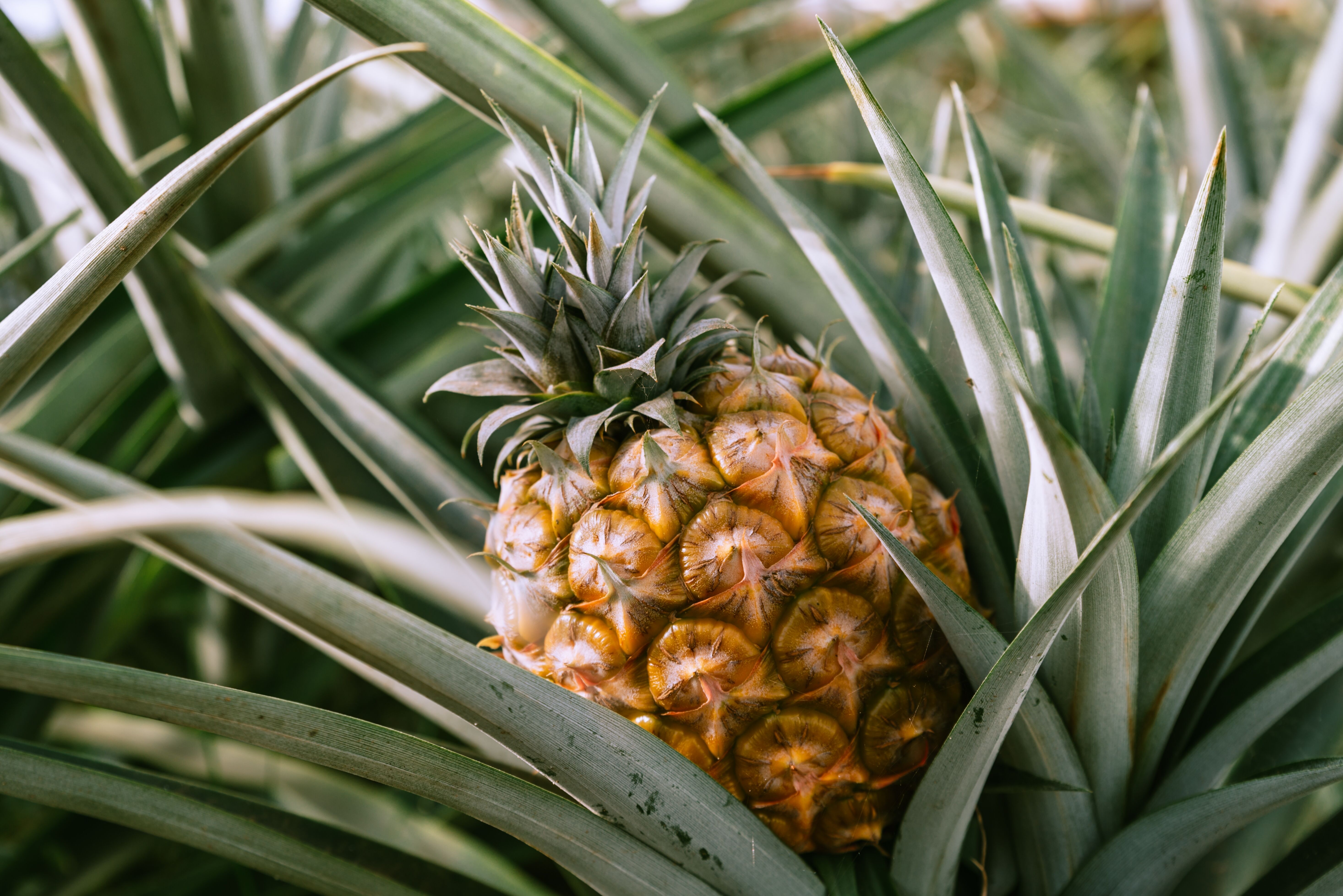 Et visitez une plantation d'ananas 